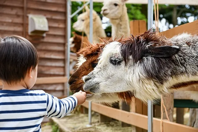 アルパカに餌を与える子供