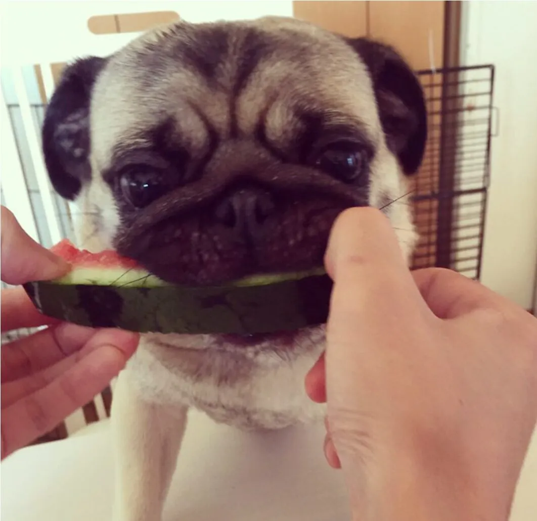 スイカを食べている愛犬・ベル