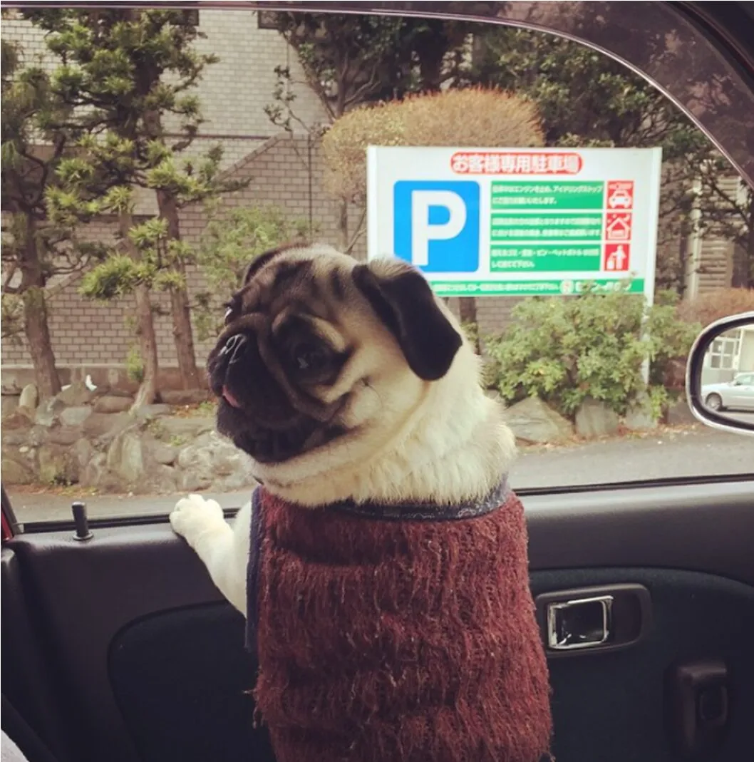 車から外を眺める愛犬・ベル