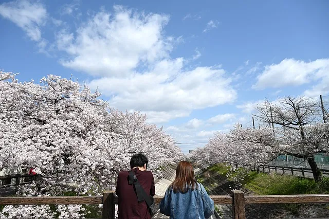 カメラに対して背を向けて目の前の満開の桜を見るカップル