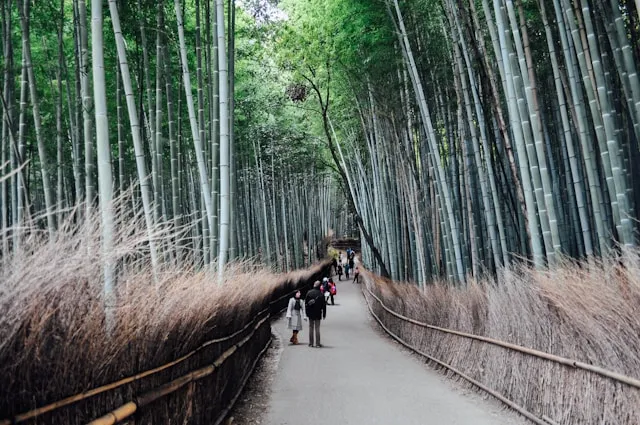 京都市右京区嵐山の竹林