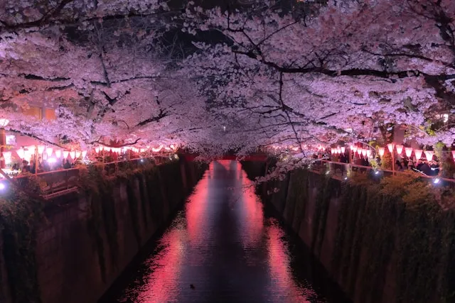 川を挟んでライトアップされた夜桜